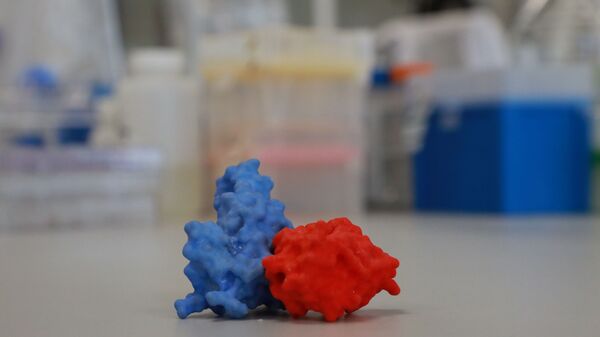 An enlarged 3D model of a spike protein (blue) connected to an antibody (red) sits on a table in VIB-UGent Center, amid the coronavirus disease (COVID-19) pandemic, in Ghent, Belgium August 23, 2021 - Sputnik International