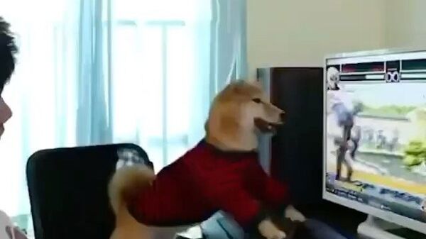 Dog is typing - Sputnik International
