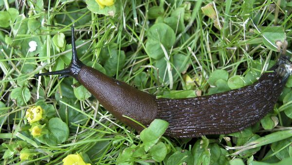 Arion vulgaris, Spanish slug. Photo was taken in Stockholm, Sweden. - Sputnik International