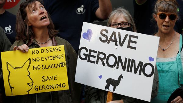 Protesters demonstrate against the ruling that Geronimo, an Alpaca believed to be carrying TB, has to be euthanised, in London - Sputnik International