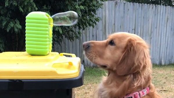 Golden Retriever  - Sputnik International