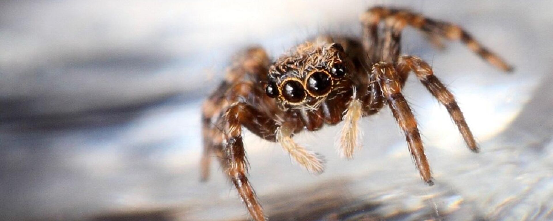 Itsy Bitsy Jumping Spider - Sputnik International, 1920, 25.02.2023