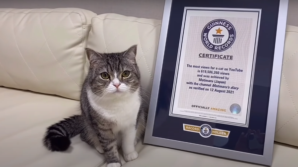 Japanese YouTube Cat Motimaru - Sputnik International