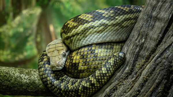 Python in Australia Zoo, Beerwah, Sunshine Coast - Sputnik International