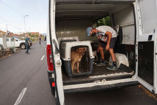 Dogs are pictured in cages inside a van as people are evacuated after the eruption of a volcano on the Island of La Palma. - Sputnik International