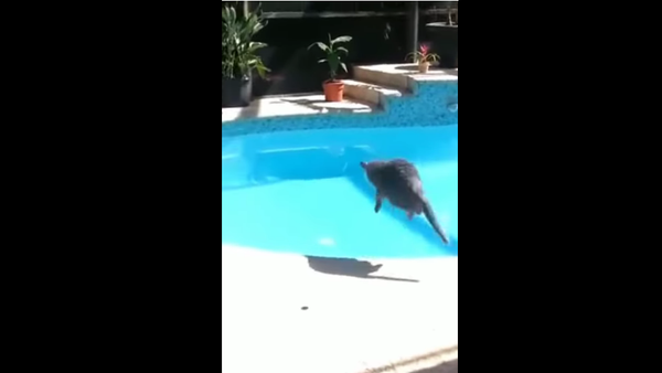 Cat jumps into swimming pool - Sputnik International