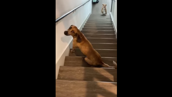 Dog on the stairs - Sputnik International
