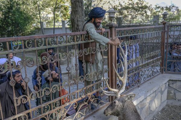 A Taliban fighter touches a deer in its enclosure at Kabul Zoo on 17 September 2021. - Sputnik International