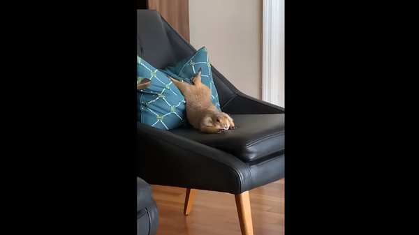 Prairie dog - Sputnik International