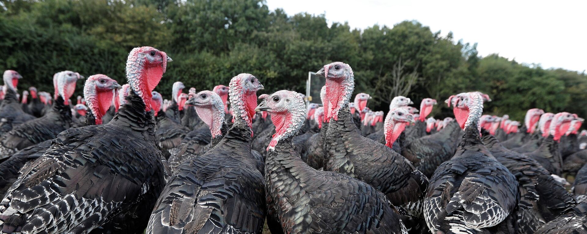 Bronze turkeys are seen at turkey farmer Paul Kelly's farm in Chelmsford - Sputnik International, 1920, 03.10.2021