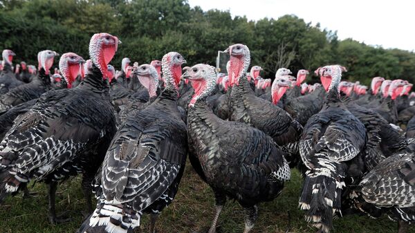 Bronze turkeys are seen at turkey farmer Paul Kelly's farm in Chelmsford - Sputnik International