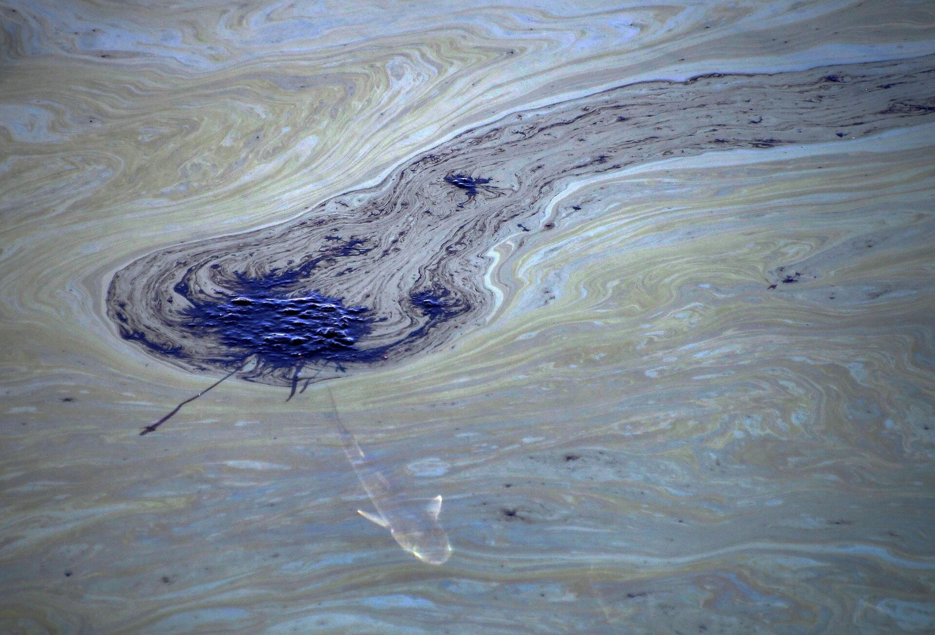 A fish swims under oil slicks in the Talbert Channel after a major oil spill off the coast of California has come ashore in Huntington Beach, California, U.S. October 3, 2021. - Sputnik International, 1920, 05.10.2021