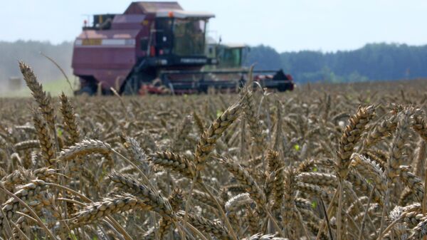 Grain crops harvesting - Sputnik International