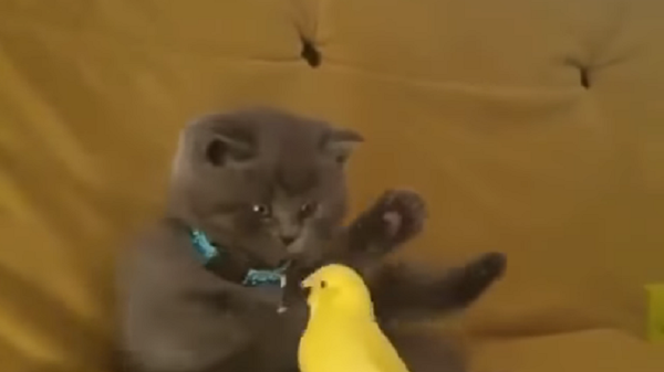 Kitten vs Parakeet - Sputnik International