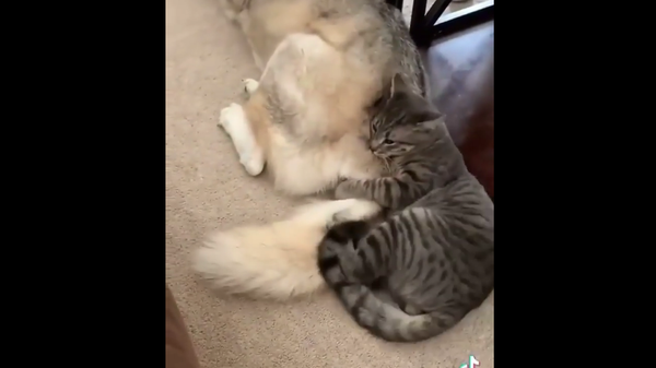 Cat naps on dog - Sputnik International
