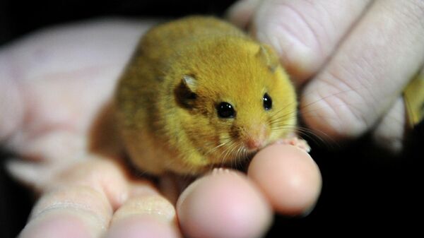 A small Hazel Dormouse is hold by a person at the wildlife park Eekholt near Neumuenster,northern Germany, on December 15, 2011. - Sputnik International