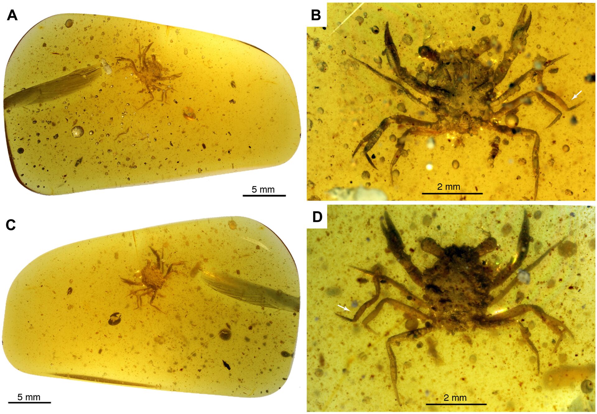 Cretapsara athanata Luque gen. et sp. nov., a modern-looking eubrachyuran crab in Burmese amber. - Sputnik International, 1920, 21.10.2021