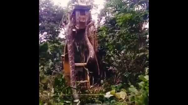 HUGE Snake so MASSIVE it has to be lifted up by a DIGGER from lair in the rainforest in Dominica!  - Sputnik International
