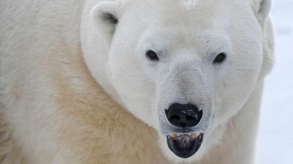 Polar Bear - Sputnik International
