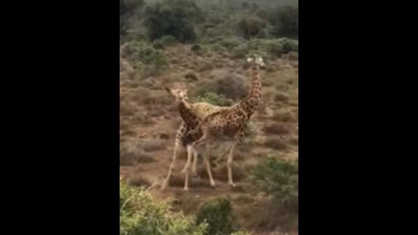 Giraffe Floors Rival with Judo-Like Throw || Dogtooth Media - Sputnik International