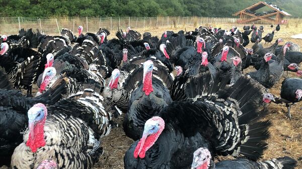 Turkeys are shown in a pen at Root Down Farm in Pescadero, Calif., Wednesday, Oct. 21, 2020. - Sputnik International