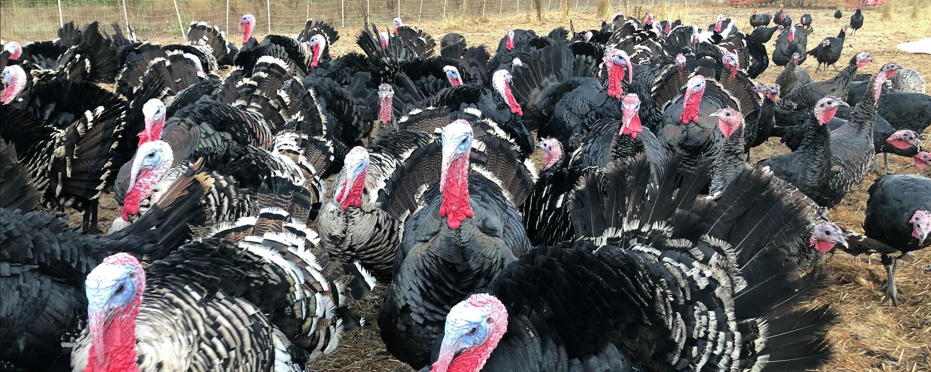 Turkeys are shown in a pen at Root Down Farm in Pescadero, Calif., Wednesday, Oct. 21, 2020. - Sputnik International, 1920, 03.10.2022