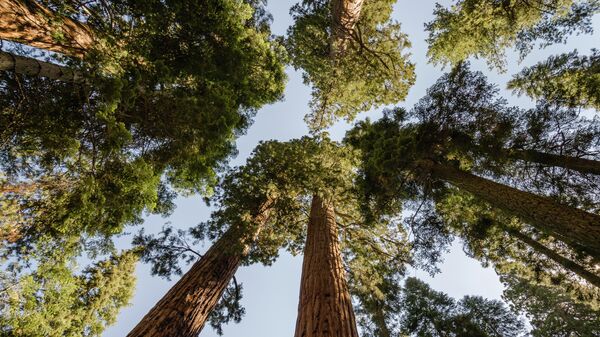 Giant Sequoias photographed into the sky. - Sputnik International