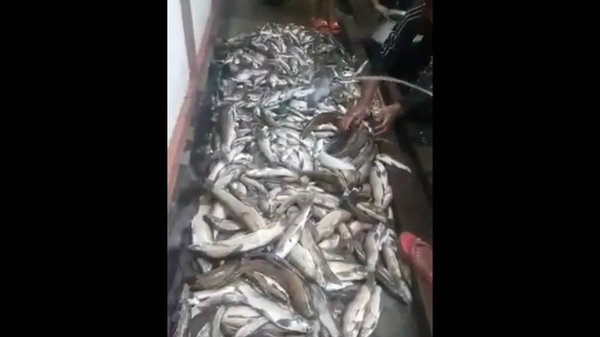 Dead fish in Arunachal Pradesh - Sputnik International