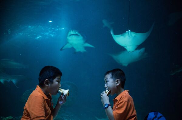 Two boys make the fish hungry as they eat their dinner in front of rays and a shark during a sleepover event in the Changfeng Aquarium in Shanghai, China on 18 August 2015. - Sputnik International