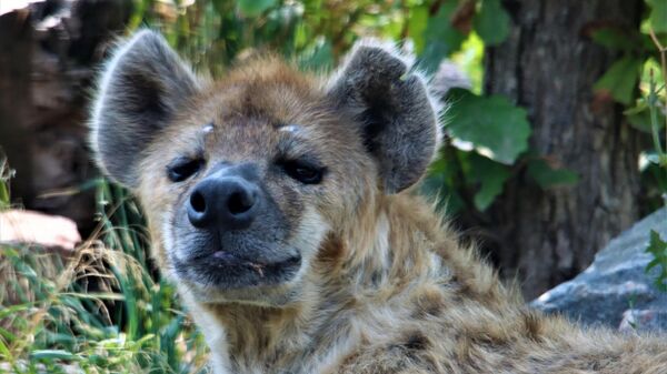 Hyena at the Denver Zoo - Sputnik International