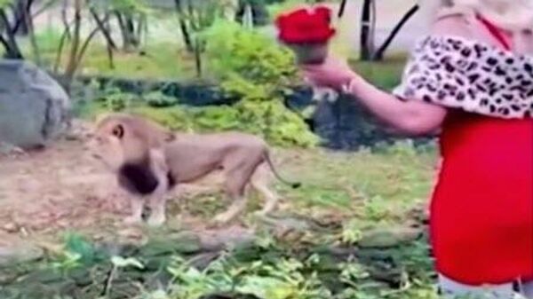 Caught on Camera: Woman With Cash and Roses Jumps Barrier at Bronx Zoo Lion Exhibit | NBC New York
 - Sputnik International