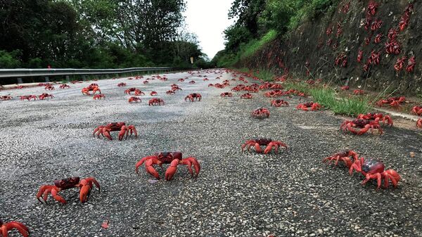 Migrating red crab are seen on a road on Christmas Island, Australia, in this undated image obtained via social media - Sputnik International