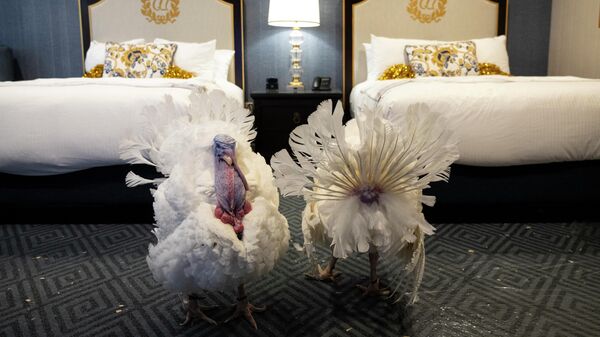 Peanut Butter and Jelly, the National Thanksgiving Turkey and alternate, walk about in their suite at the Willard Hotel following a news conference held by the National Turkey Federation November 18, 2021 in Washington, DC. The two turkeys from Jasper, Indiana will be pardoned during by President Joe Biden during a Friday ceremony in the Rose Garden of the White House.  - Sputnik International