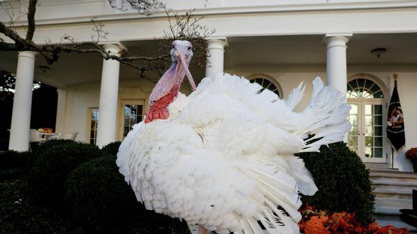 One of the two national Thanksgiving turkeys stands in the Rose Garden as U.S. President Joe Biden hosted the 74th National Thanksgiving Turkey Presentation at the White House in Washington, U.S., November 19, 2021. - Sputnik International