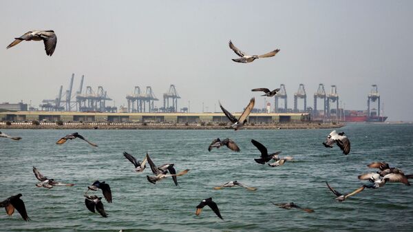 FILE - In this Oct. 11, 2019, file photo, seagulls fly in front of the Red Sea port city of Jiddah, Saudi Arabia - Sputnik International