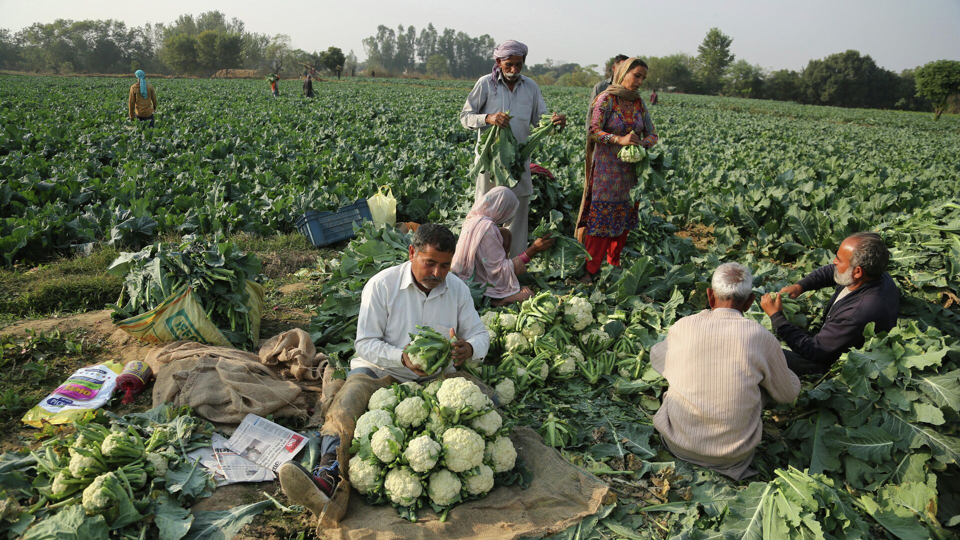 Farmer pack cauliflower after harvesting them from a field on the outskirts of Jammu, India, Wednesday, Nov. 24, 2021 - Sputnik International, 1920, 07.05.2022