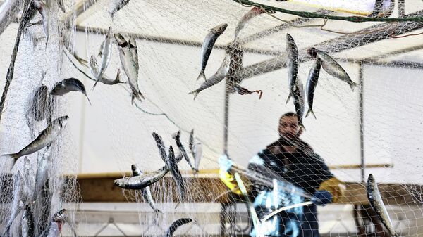 A fisherman empties a fishing net aboard the trawler Adele Camille in the port of Boulogne-sur-Mer, France, November 2, 2021 - Sputnik International