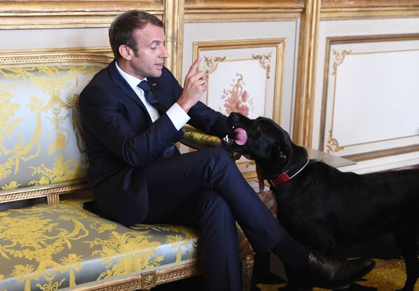French president Emmanuel Macron tries to get his Black Labrador Nemo to sit during a meeting at the Elysee presidential Palace in Paris on 30 August 2017. - Sputnik International