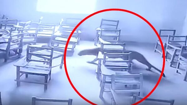  
 
Leopard stray inside a school in Aligarh, locked in a classroom after attacking student | Oneindia - Sputnik International