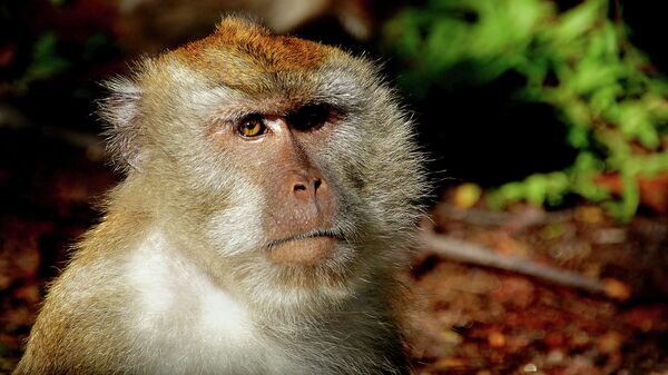 Macaque Monkey - Sputnik International