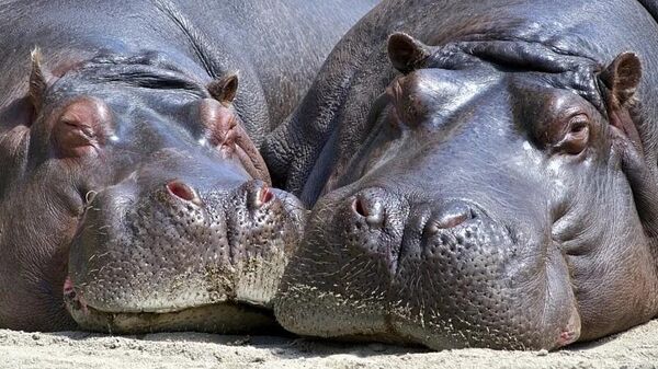 Two hippos - Sputnik International
