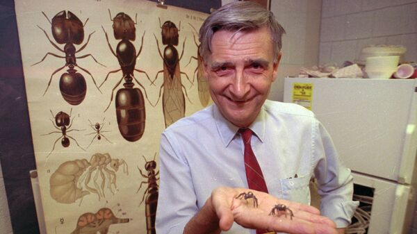 FILE - Edward O. Wilson, co-author of The Ants, which won the Pulitzer Prize for general non-fiction, poses for a portrait on June 10, 1991. Wilson, the pioneering biologist who argued for a new vision of human nature in “Sociobiology” and warned against the decline of ecosystems, died on Sunday, Dec. 26, 2021 - Sputnik International