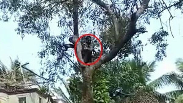 Taking vaccine hesitancy to a whole new level, a 40-year-old man near Villianur in Puducherry climbed up a tree when health workers visited his village to administer Covid-19 vaccine - Sputnik International