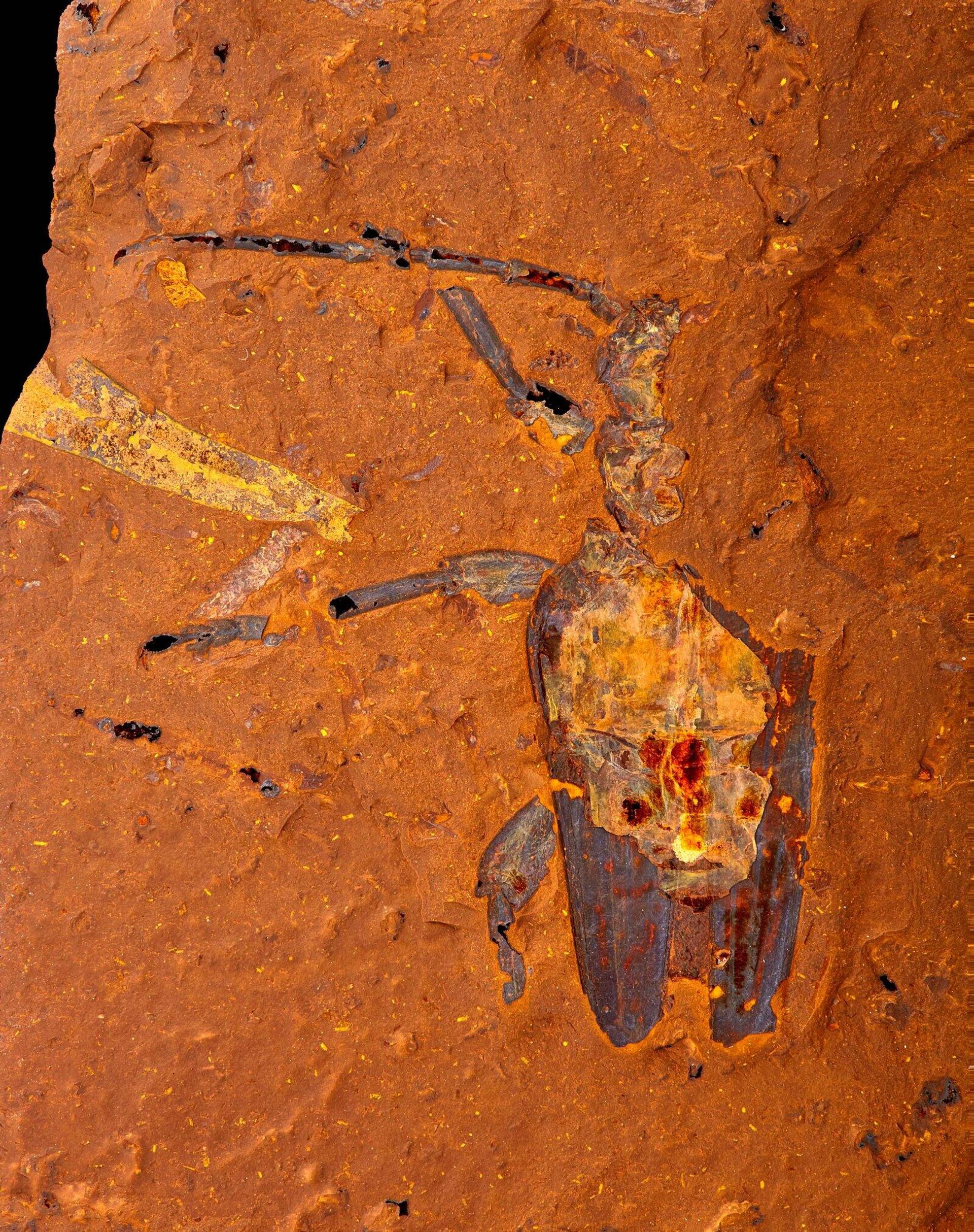 Ancient fossil of Longhorn beetle - Sputnik International, 1920, 11.01.2022