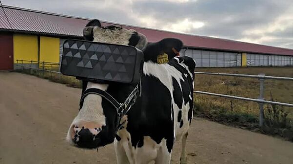 VR Cow from Moscow region - Sputnik International