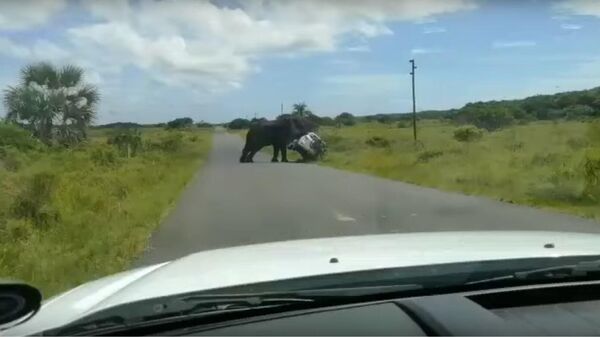 Elephant overturns vehicle at iSimangaliso Wetland Park - Sputnik International