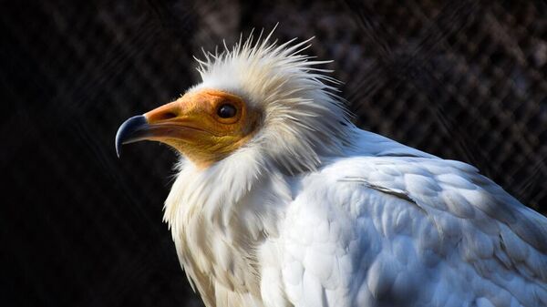 Egyptian vulture  - Sputnik International