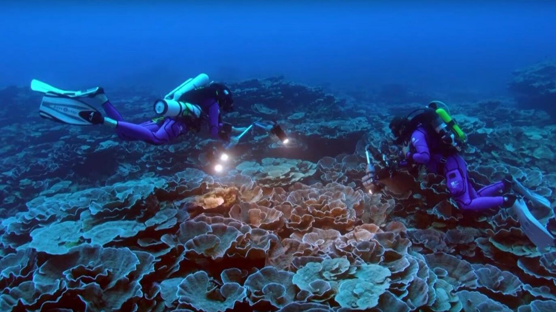 Pristine coral reef found off Tahiti - Sputnik International, 1920, 21.01.2022