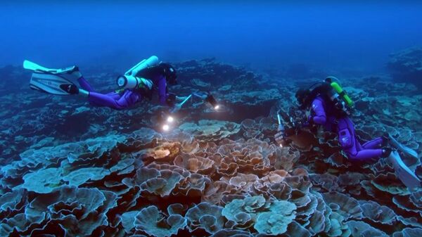 Pristine coral reef found off Tahiti - Sputnik International