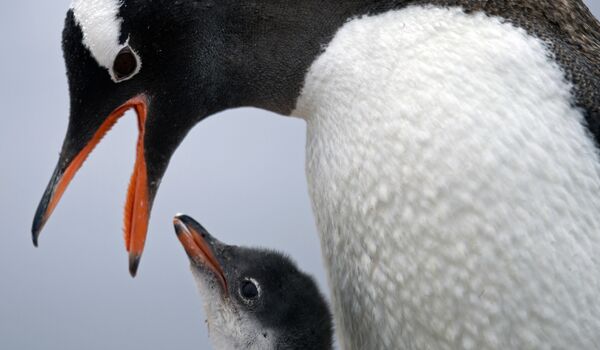 In this 22 January 2015 photo, a Gentoo Penguin feeds its baby at Station Bernardo O&#x27;Higgins in Antarctica. &quot;To understand many aspects in the diversity of animals and plants it&#x27;s important to understand when continents disassembled&quot;, said Richard Spikings, a research geologist at the University of Geneva. - Sputnik International